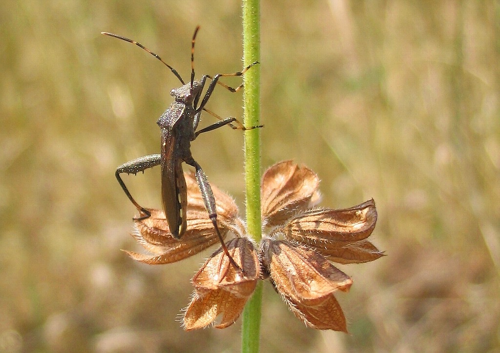 Alydidae: Camptopus lateralis
